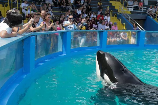 虎鲸在假日公园死亡，引发动物保护主义者的“抵制”呼吁